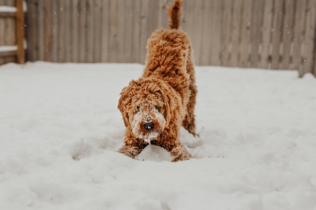 How to Help Your Dog Overcome Agoraphobia